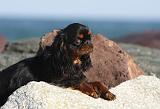 KING CHARLES SPANIEL 056